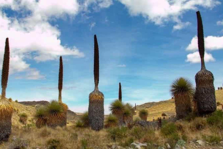 Huaraz: Nevado Pastoruri + Bosque de Puyas Raymondi