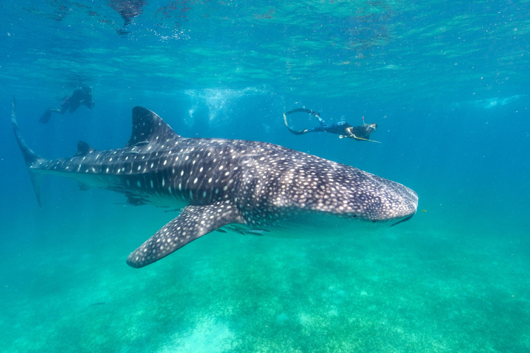 Swim with Whale Sharks in Mafia Island Flight from Zanzibar Mafia Whale Shark Adventure – Day Trip (No Flights Included)
