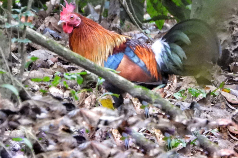 Chitwan: 4-Day Jungle Safari Full Package all inclusive