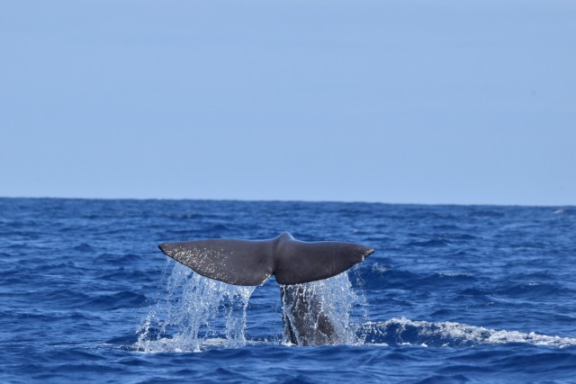 Visit São Jorge Island Cetaceans in the Heart of Azores in São Jorge, Portugal