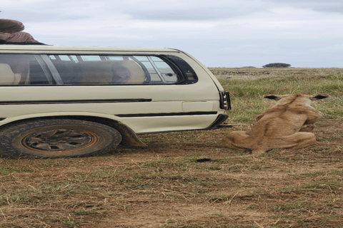 Parco Nazionale di Nairobi Game Drive