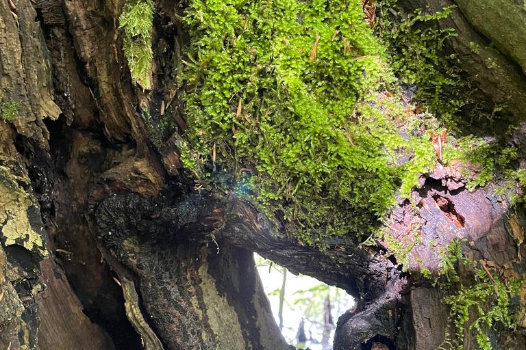 Forgotten paths - living nature: A walk through the Mackenroder Forest Forgotten paths – vibrant nature: Walk through the Mackenroder Forest