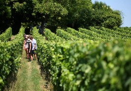 Aktivitäten Bordeaux - Ab Bordeaux: Weinverkostung in Saint-Emilion