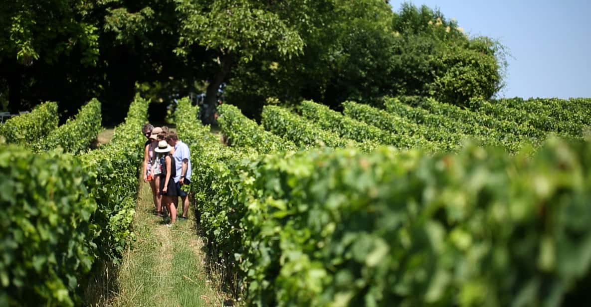 From Bordeaux: Saint-Emilion Wine Tasting Experience