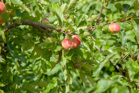 Maspalomas & Las Palmas: Artenara, Tamadaba & cider tasting From Las Palmas - English tour