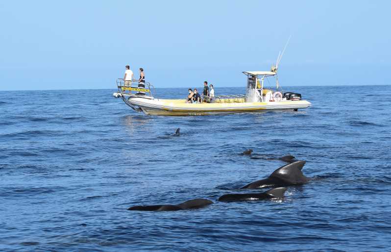 Los Gigantes: El Rapido -aluksella: 2H delfiinien ja valaiden katselukierros El Rapidolla.