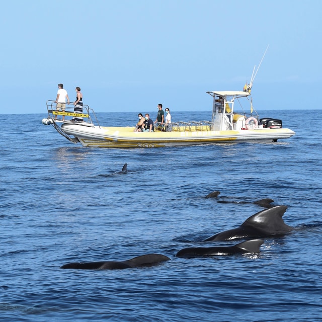 Los Gigantes: Dolphin and Whale Watching Cruise by Speedboat