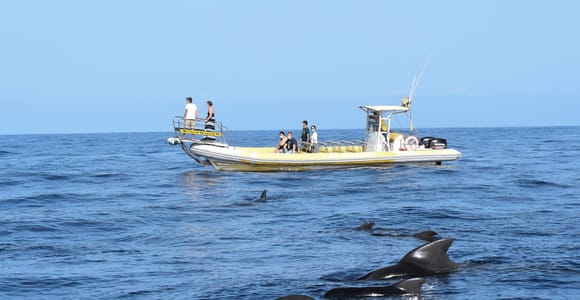 Los Gigantes: Dolphin and Whale Watching Cruise by Speedboat