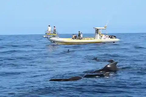 Los Gigantes: Delphin- und Whale-Watching-Bootsfahrt mit dem Schnellboot