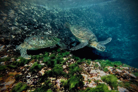 Nusa Penida: Manta Ray & Blue Coral Snorkeling Adventure