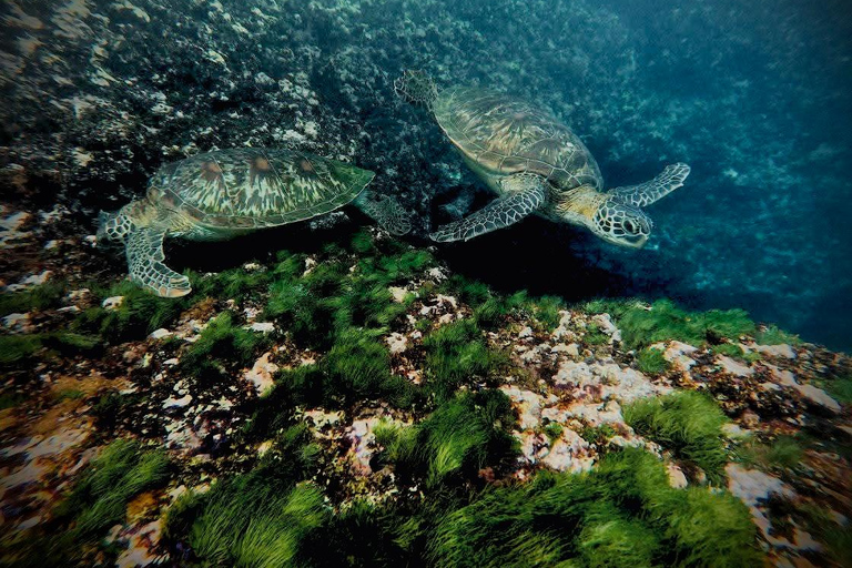 Nusa Penida: Manta Ray & Blue Coral Snorkeling Adventure