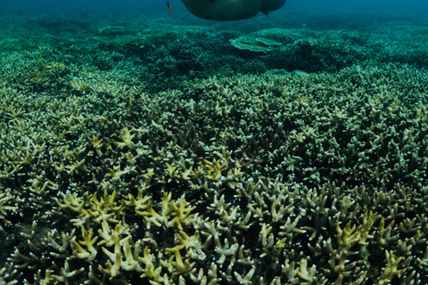 Lombok : 5 geheime Gili&#039;s(Layar,Rengit,Nanggu,Tangkong,Kedis)Lombok 3 Geheime Gili Nanggu, Sudak und Kedis.