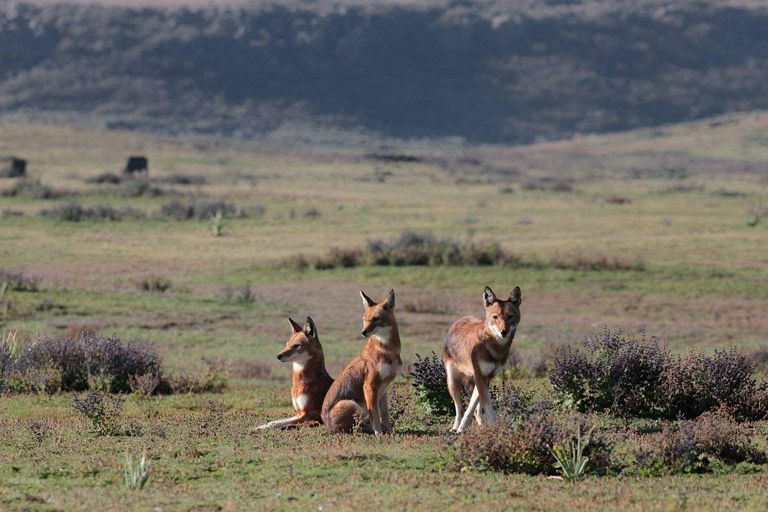Addis Ababa: 6-Day Bale Mountains Guided Tour with Meals