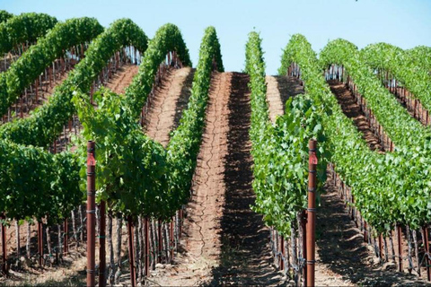 San Francisco: Napa Valley Winery Tour with Tastings