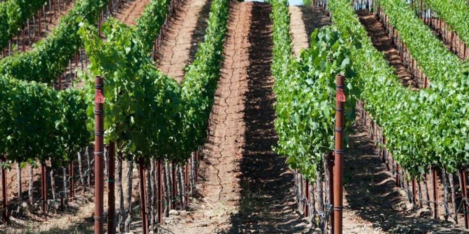 San Francisco: Napa Valley Half-Day Wine Tour with Tastings