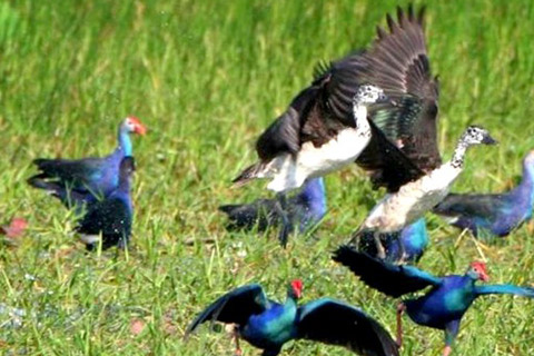 Siem Reap: Prek Toal Tonle Sap Biosphere Reserve Tour