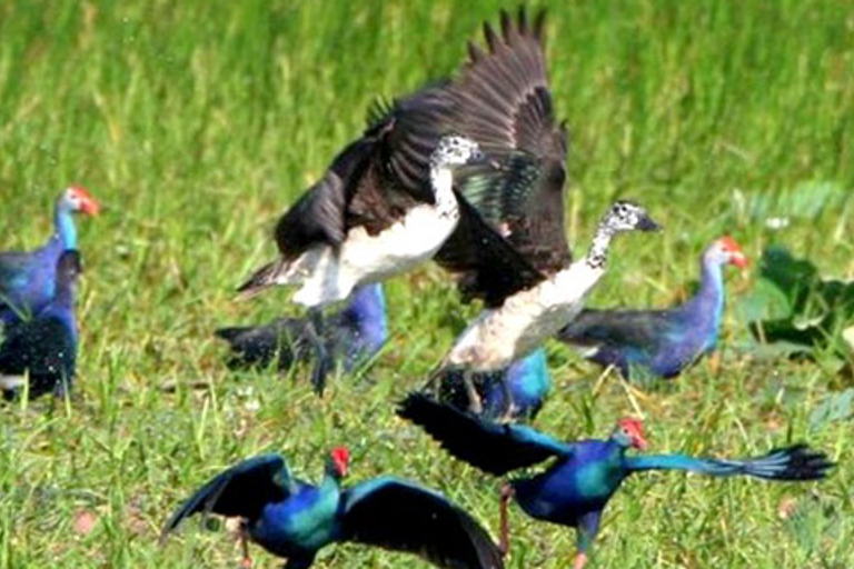 Siem Reap: Prek Toal Tonle Sap Biosphärenreservat-Tour