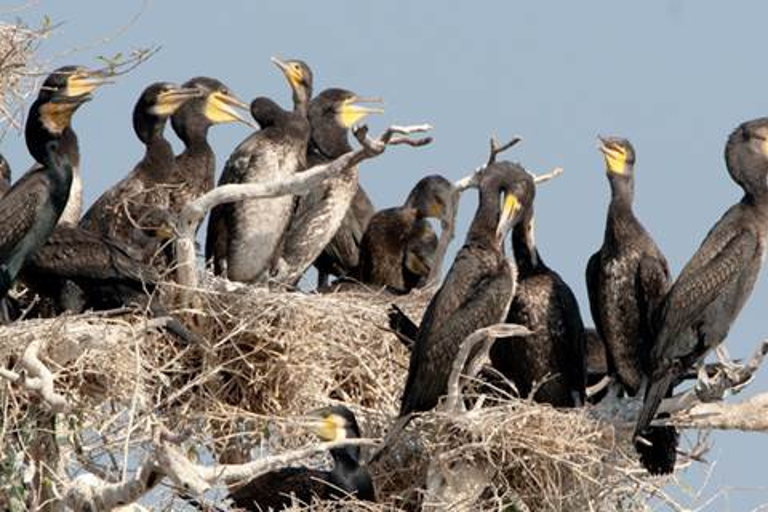 Siem Reap: Prek Toal Tonle Sap Biosphere Reserve Tour