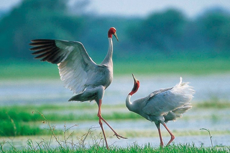 Siem Reap: Prek Toal Tonle Sap Biosphere Reserve Tour