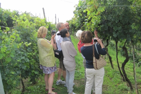 Amarone Wine Tour & Tasting vanuit Venetië, Padua of VeronaAmarone-wijntour en proeverijen vanuit Venetië