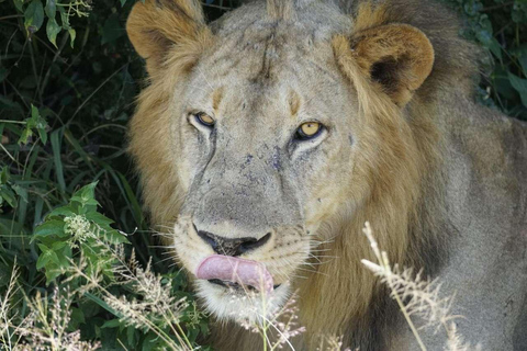 From Zanzibar: Mikumi Safari Day Trip with Flights and Lunch Mikumi Shared Safari without hotel transfer