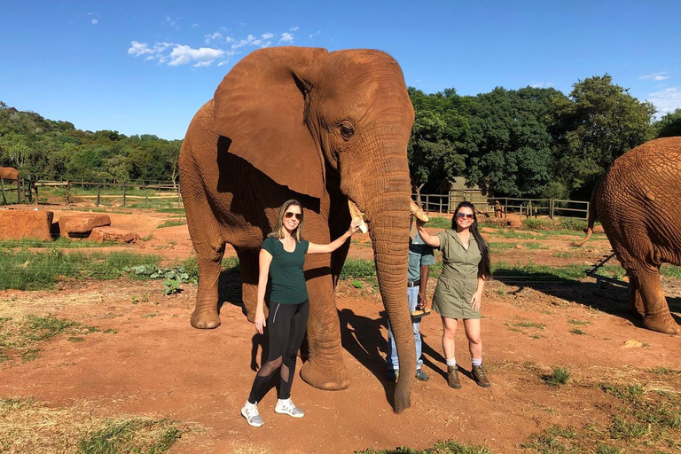 Johannesburg: Elephant, Horse Riding, and Lion Safari Tour