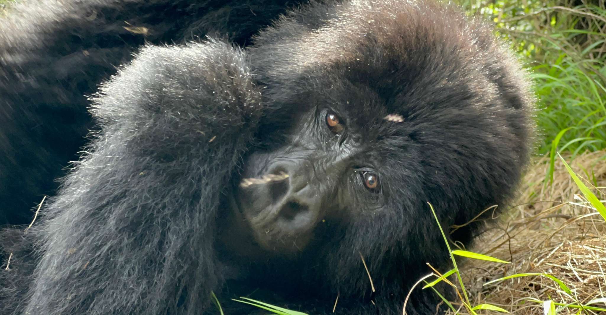 4 Day Congo (DRC) Gorilla Trekking & Nyiragongo Hiking - Housity