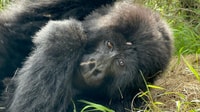 4 Day Congo (DRC) Gorilla Trekking & Nyiragongo Hiking - Housity