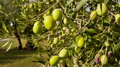 Oristano: Geführter Besuch eines Olivenhains mit Verkostung