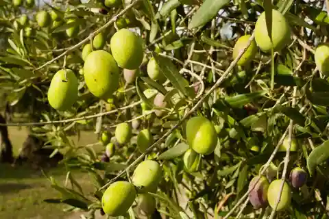 Oristano: Visita guidata all'oliveto con degustazione