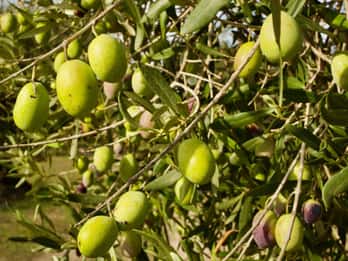 Oristano: Visita guiada al olivar con degustación