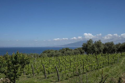 Sorrento: 2-Hour Wine Tasting Experience and Vineyards Tour Option 1: 5 Wines Tasting
