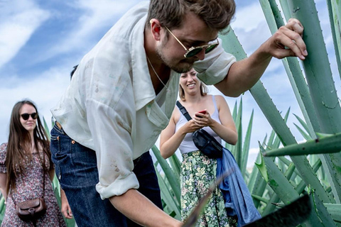 Oaxaca: Mezcal Distillery Tour mit Verkostungen