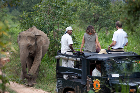 Udawalawe Safari & Elephant Transit Home private Tour ALL INCLUSIVE from all pickup areas