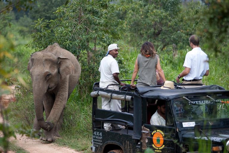 Udawalawe Safari & Elephant Transit Home private Tour ALL INCLUSIVE from all pickup areas