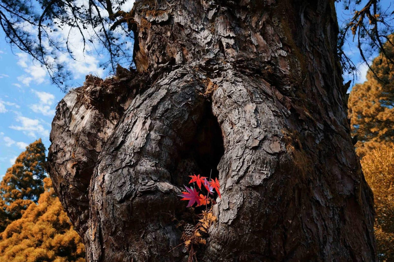 Kobuleti Reserve, Petra Fortress & Garden Tour