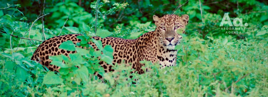 D'Arugambay à Yala : Safari sauvage + Flexibilité de la dépose