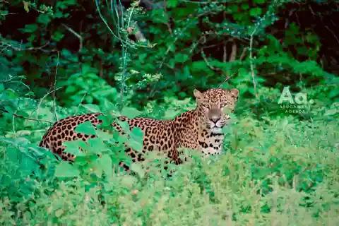 Arugambay to Yala: Wild Safari + Drop-off Flexibility