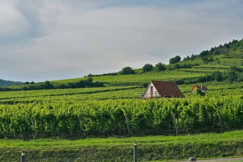Budapest: Tokaj Wine Country Day-Trip