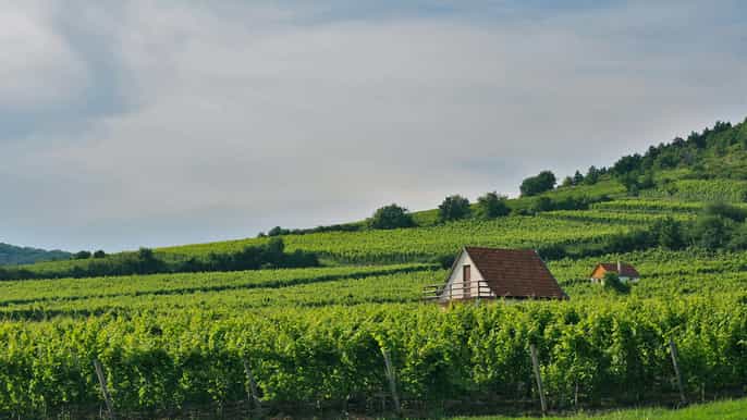 budapest tokaj wine country daytrip