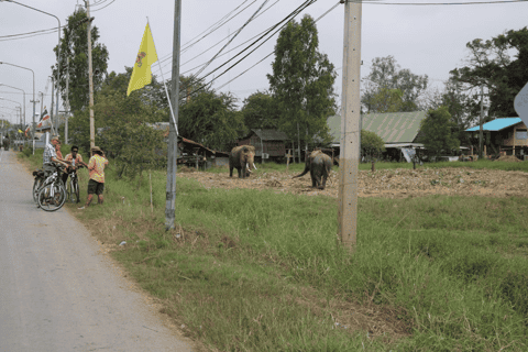 Colors of Ayutthaya: UNESCO Heritage 6 hour Bicycle Tour