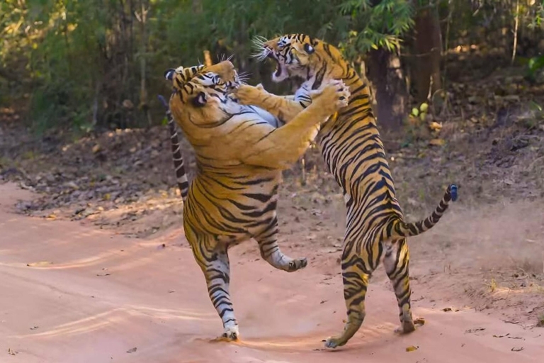 Vanuit Delhi: 3-daagse tijgersafari in RanthamboreVanuit Delhi: 3-daagse rondleiding door Ranthambore Tiger-safari