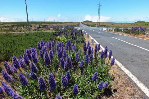 From Funchal: Porto Moniz Northern Wonders Full-Day 4x4 Tour