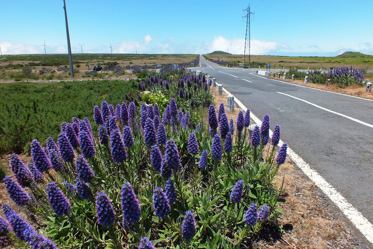 From Funchal: Porto Moniz Northern Wonders Full-Day 4x4 Tour