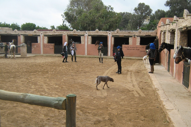 Essaouira : balade à cheval d'une journée avec déjeunerEssaouira : balade à cheval d'une journée et déjeuner