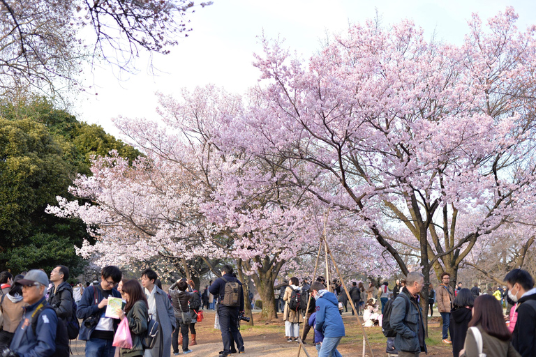 Tokyo: Shinjuku Gyoen National Garden Guided Walking Tour Small Group Tour