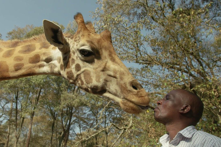 Giraffe Centre and Bomas of Kenya Tour