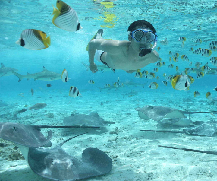Bora Bora Safari ecológico con tiburones y snorkel