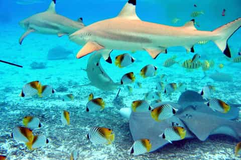 Bora Bora: Shark and Snorkeling Safari