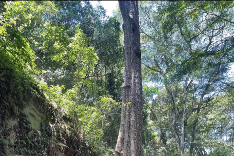 Karura guided walking tour